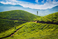 Tea Gardens & Museums