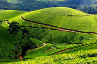 Tea Gardens & Museums