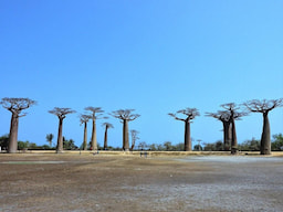 Avenue of the Baobabs