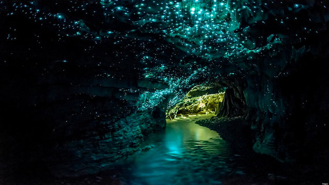 waitmo glowwworm caves 2