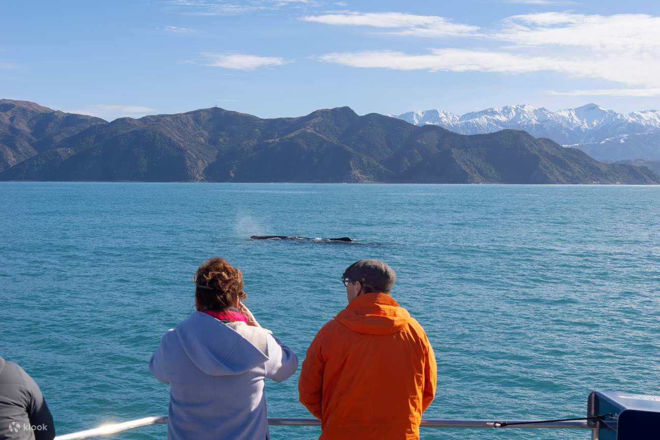 Kaikoura Whale Watch Day Tour from Christchurch