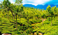 Thekkady