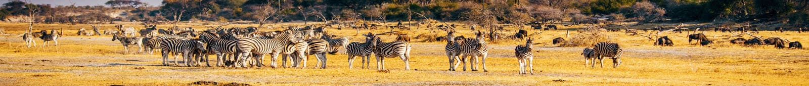 Botwana Wild Life Zebra