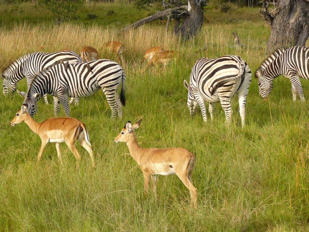 chobe botswana national park
