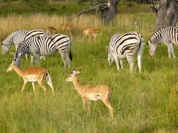 chobe botswana national park