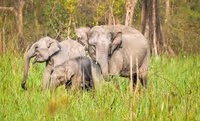 Elephant safari in Chitwan National Park