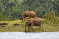 periyar-national-park