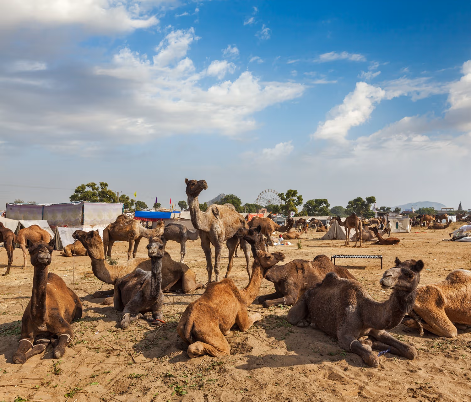 Pushkar Camel Fair