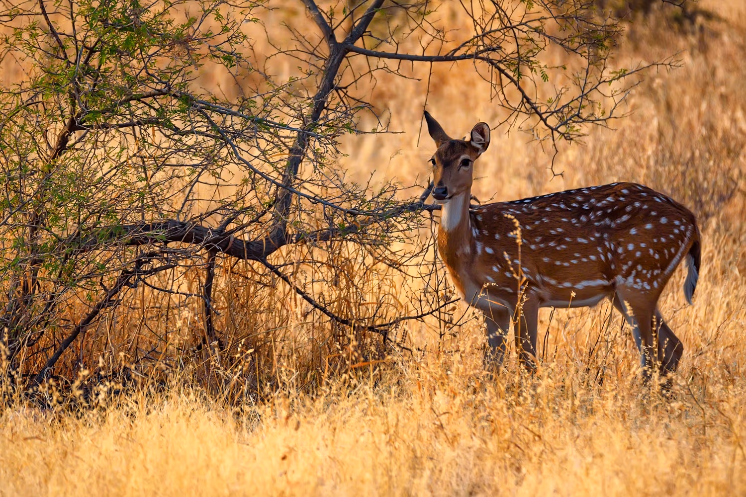 Ranthambhor National Park