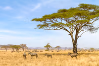 Tanzania Banner