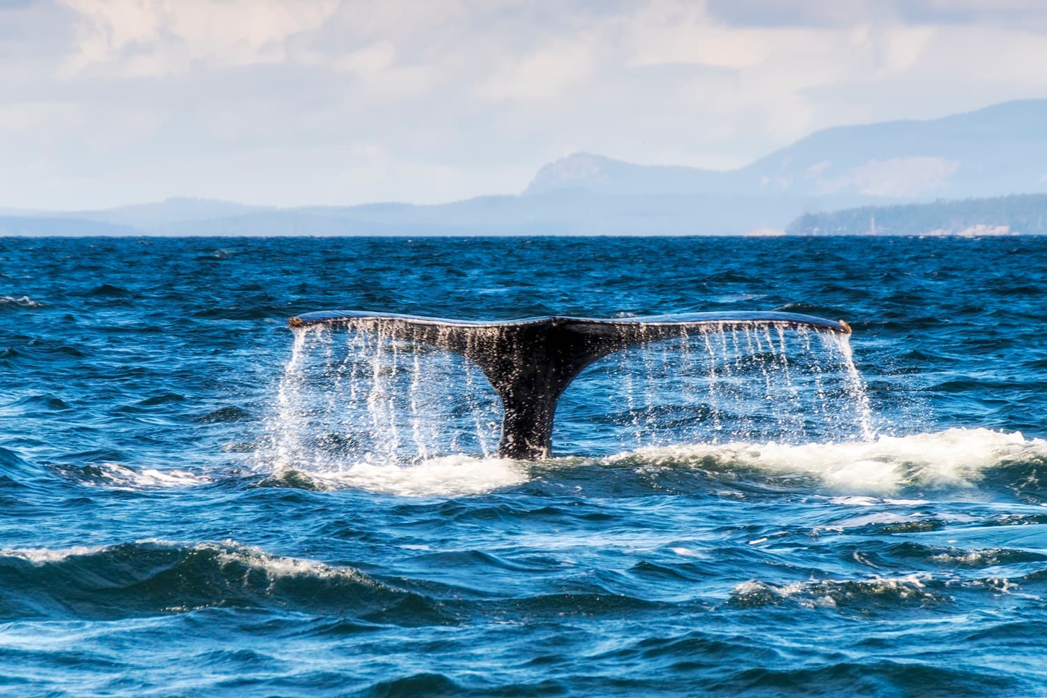 Whale Watching Tour