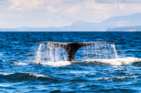 Whale Watching Tour