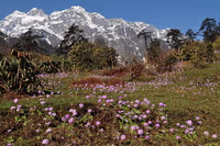 Yumthang Valley
