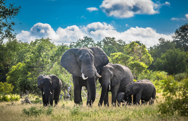 654 108 elephants family in kruger national park south africa AdobeStock 320641460