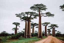 Madagascar