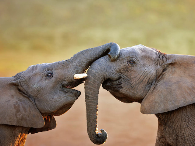 Addo Elephant National Park - 1