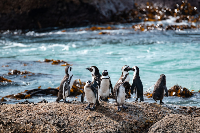 Admire the penguins at Boulders Beach