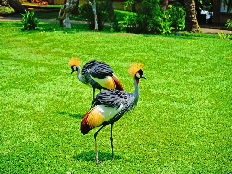 Bali Bird Park - 1