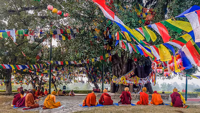 Bodhi Tree