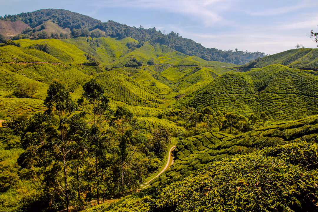 Cameron Highlands