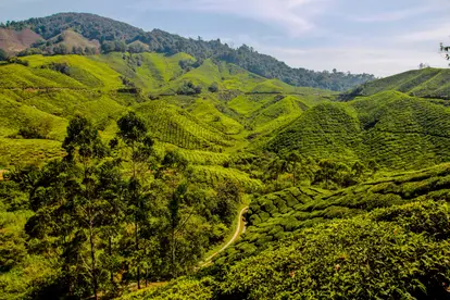 Cameron Highlands
