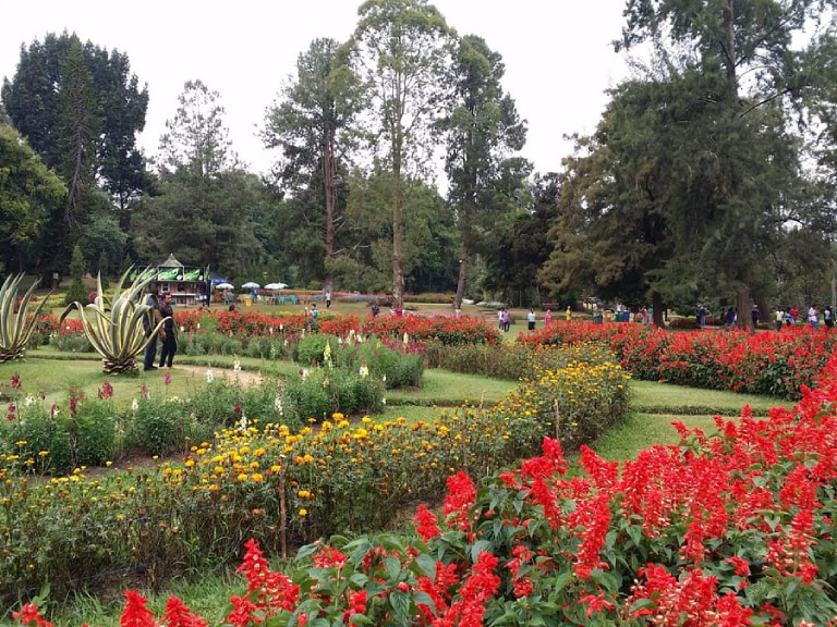 Capture The Indian Blue Robin At Victoria Park - 1