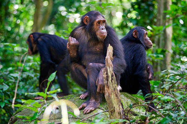 Chimpanzees’ In Gombe Stream National Park - 1