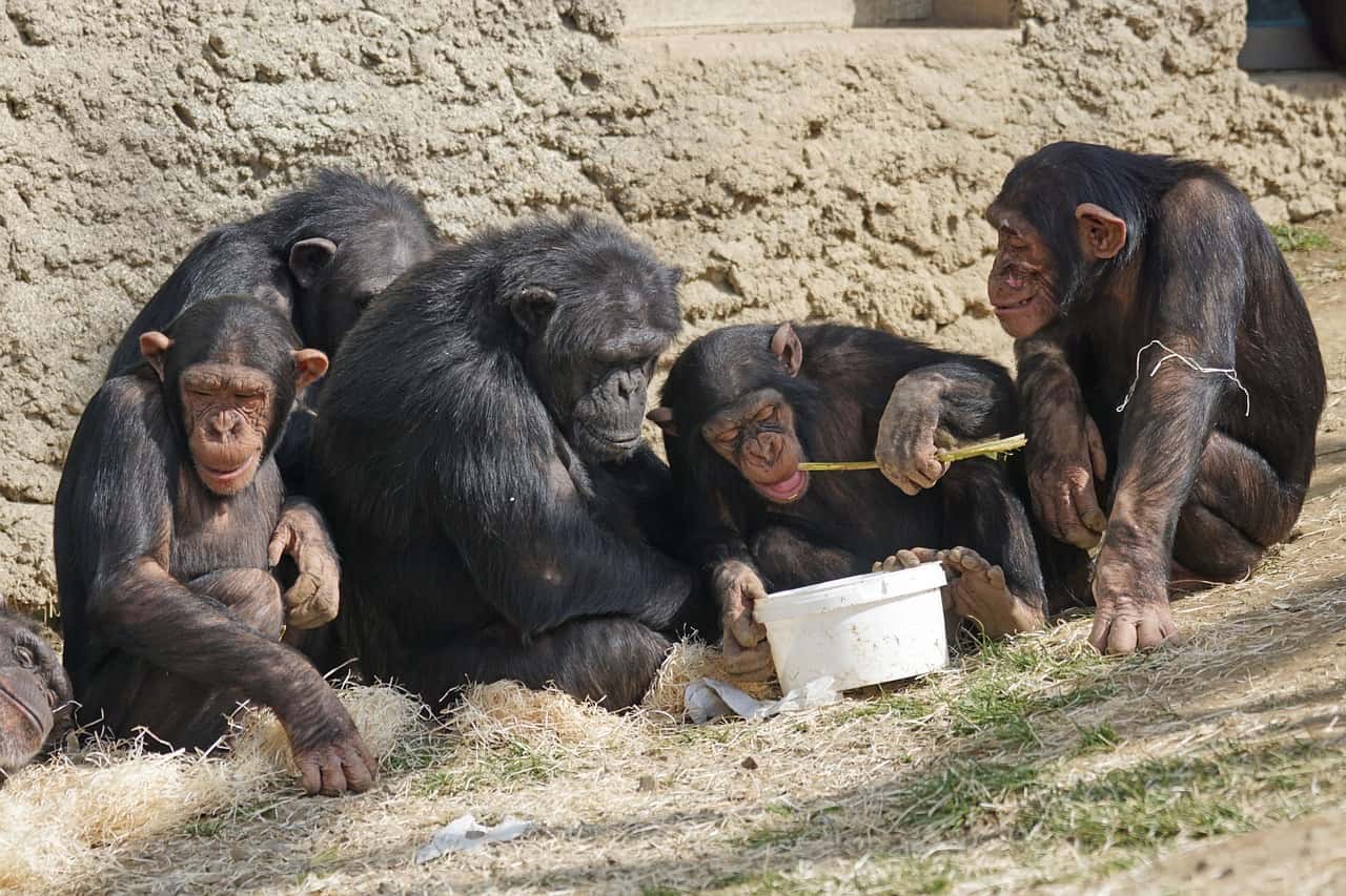 Chimpanzees’ In Gombe Stream National Park in Kenya & Tanzania Fixed Departure