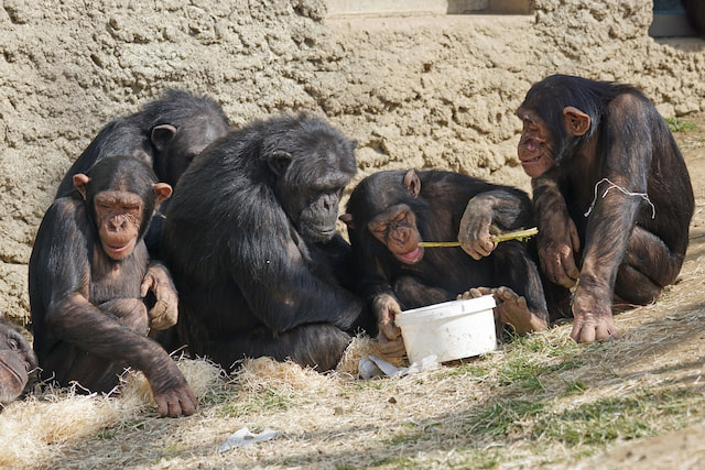 Chimpanzees’ In Gombe Stream National Park