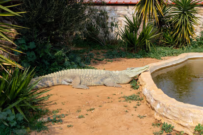 Crocodile Farm