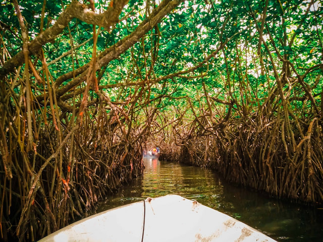 Cruise Through the Mangroves - 1