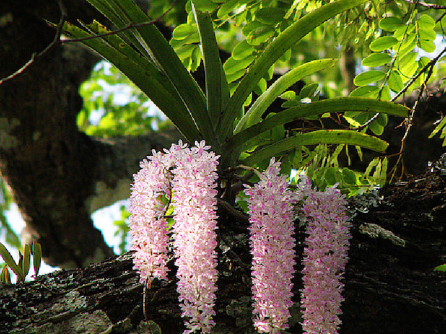 Discover-Orchids-Of-Bhutan-1