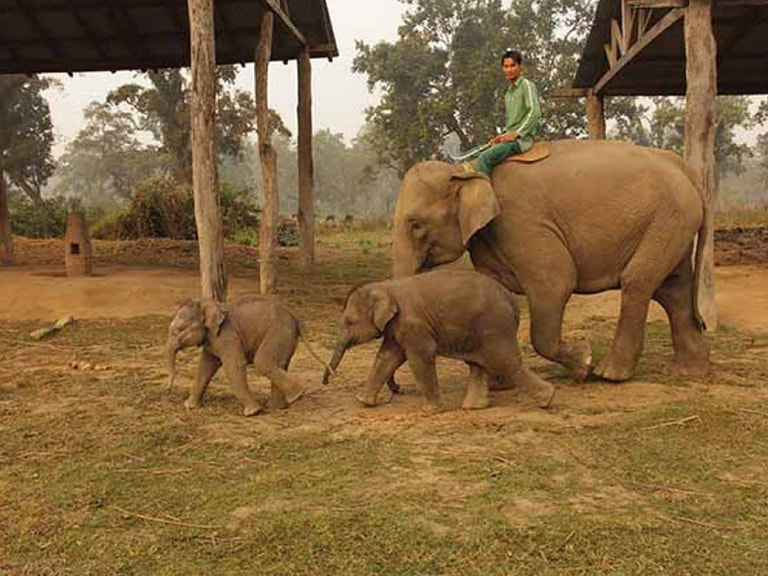 Elephant Breeding Center - 1