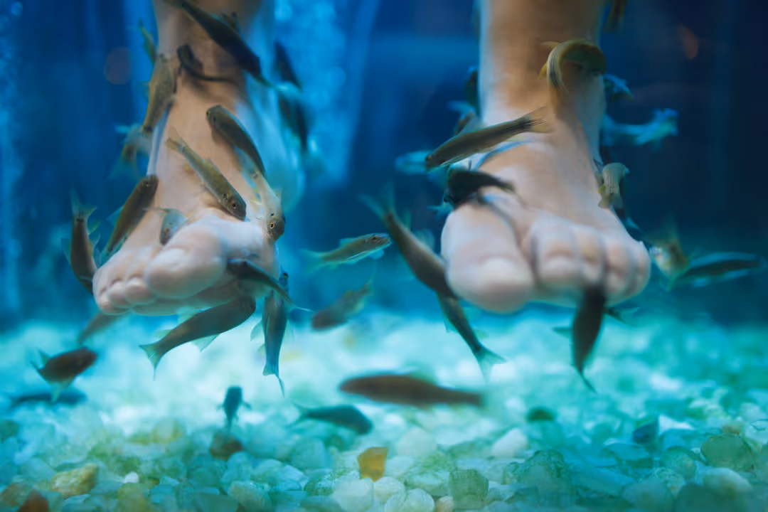 Experience Feet Fish Spa