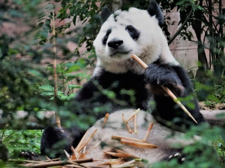 Experience a rare chance to see giant pandas - 1