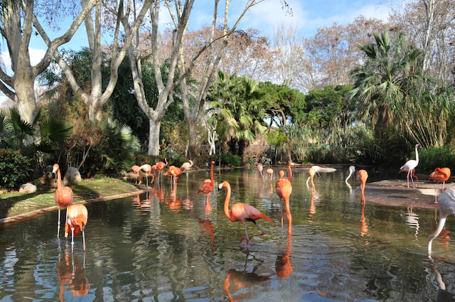 Explore Zoo Miami, one of the nation’s top-rated zoos
