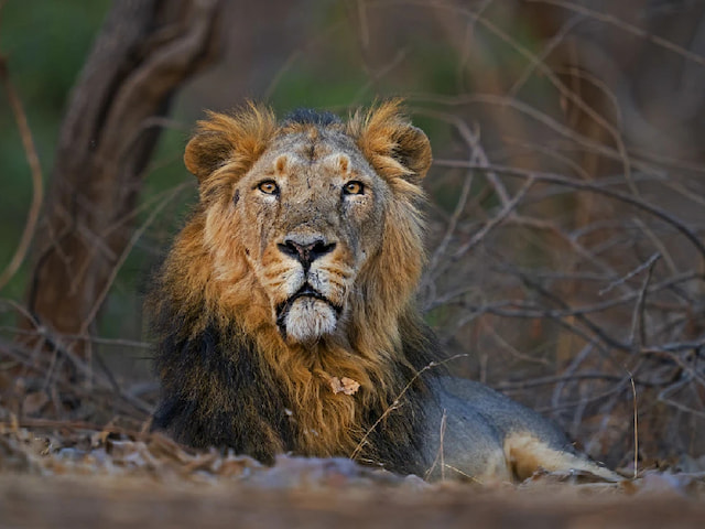 Spot Asiatic Lions at Gir National Park