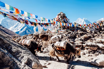 Go For A Yak Safari On Your Sikkim Tour