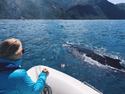 Go whale watching