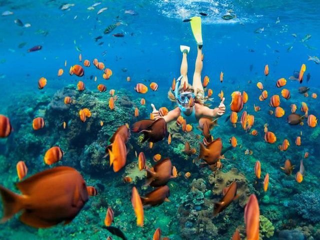 Go Snorkelling And Scuba Diving - 1