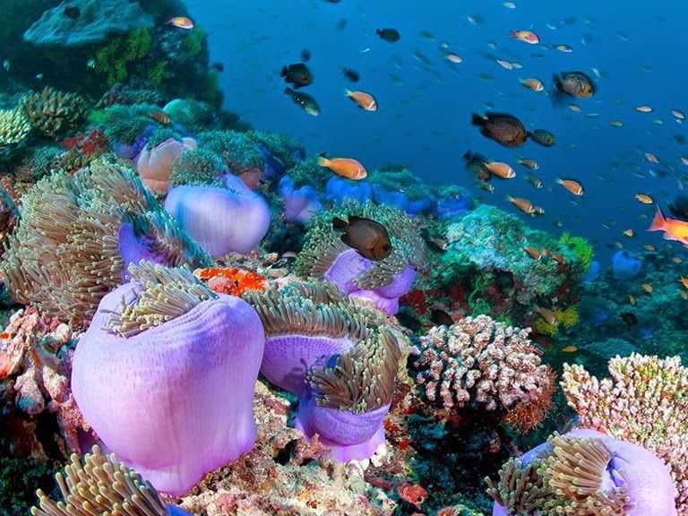 HP Reef In Maldives