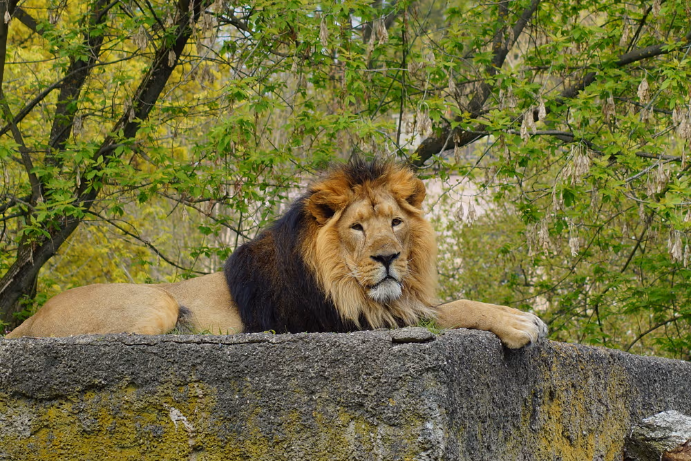 Jeep Safari in Gir National Park