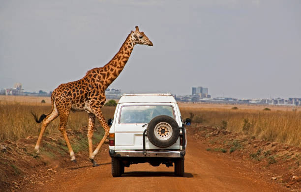 Enjoy Jeep safari at Nairobi National Park - 1