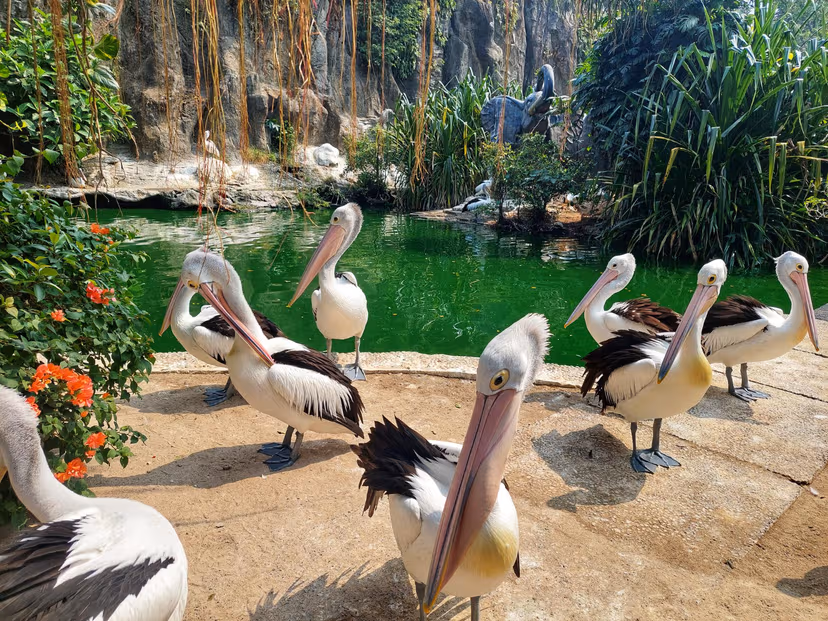 Jurong Bird Park