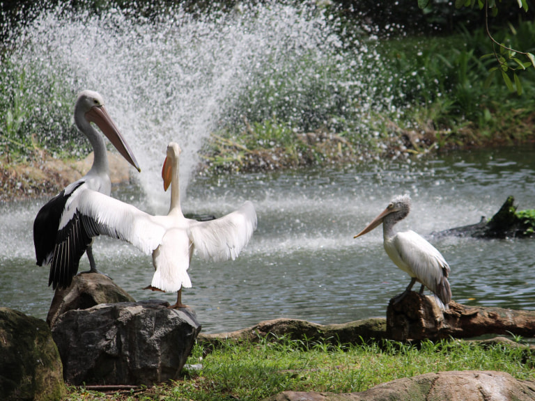 Jurong Bird Park - 1
