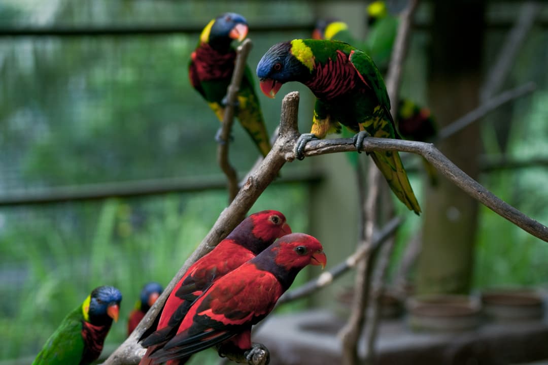 KL Bird Park