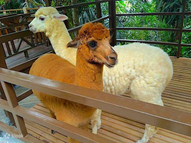 KL Tower Mini Zoo - 1