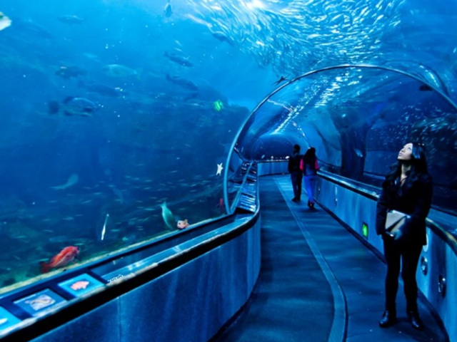 Kelly Tarlton's Sea Life Aquarium 1