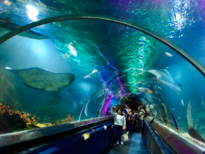 Kelly Tarlton's Sea Life Aquarium