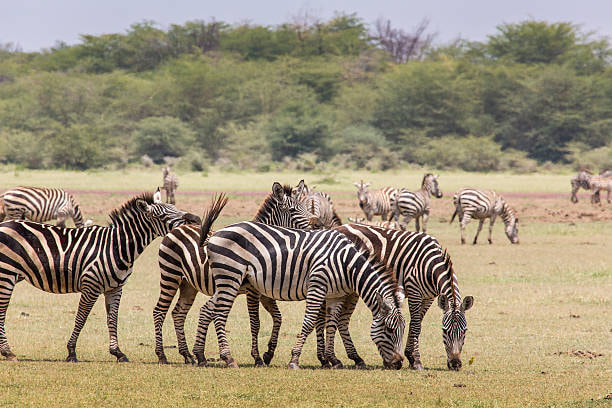 Lake Manyara National Safari From Arusha - 1